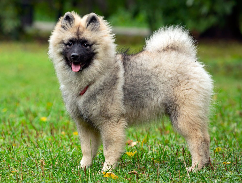 Keeshond