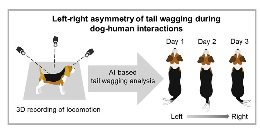 Showing the left-right asymmetry in dog-human interactions