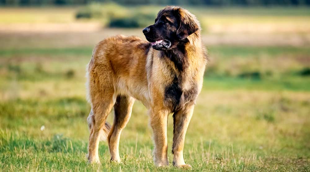 Leonberger