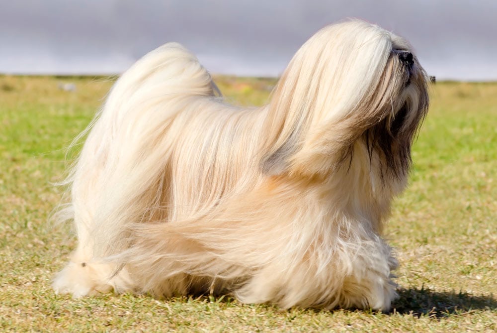 Lhasa apso