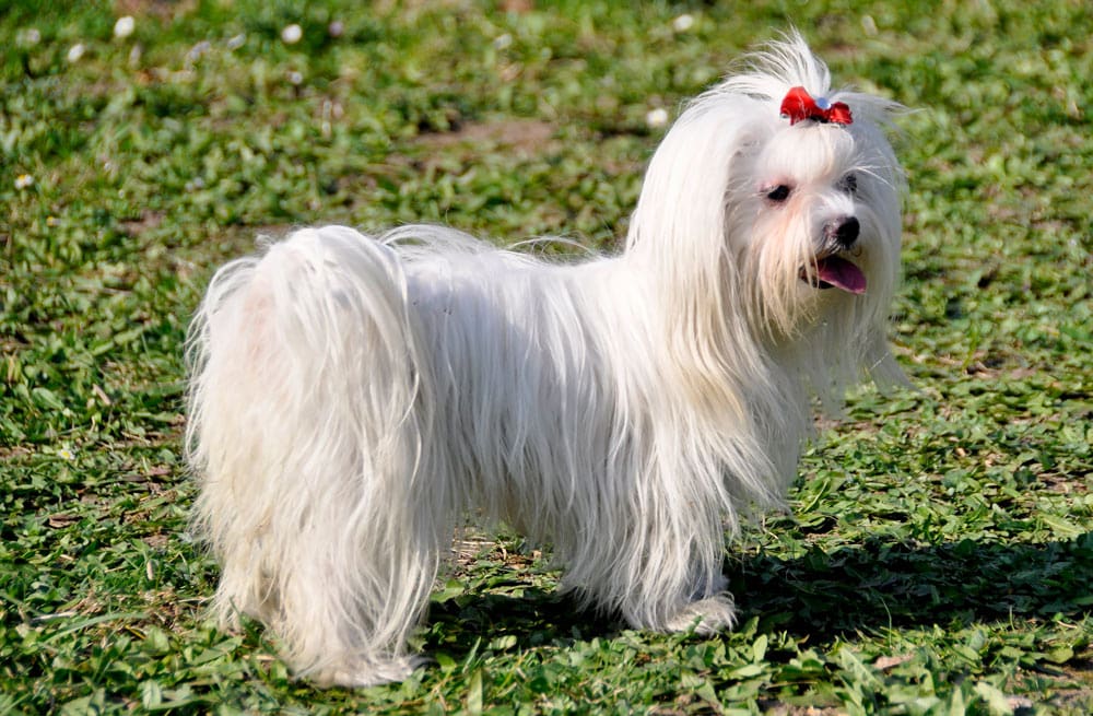 Maltese