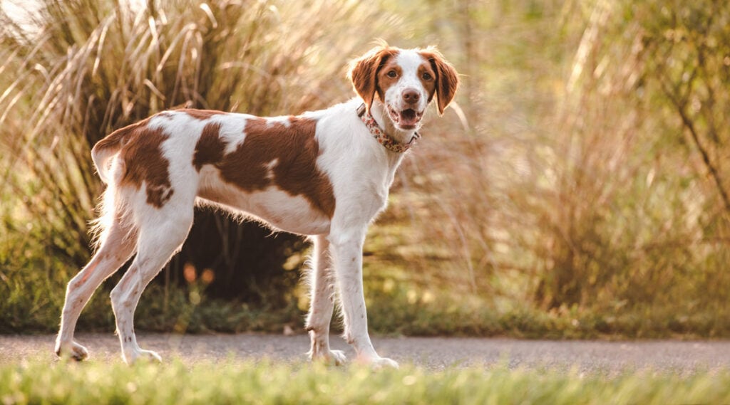 Brittany dog with a natural bobtail