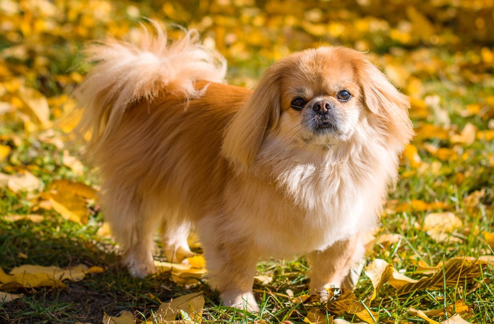 Pekingese dog