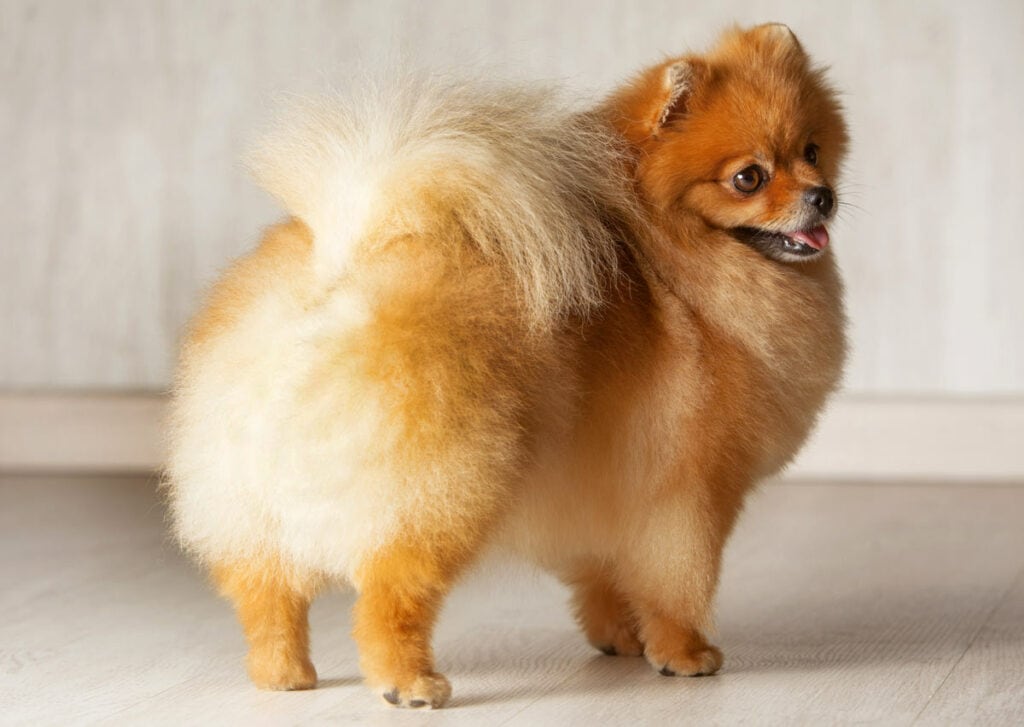 Pomeranian