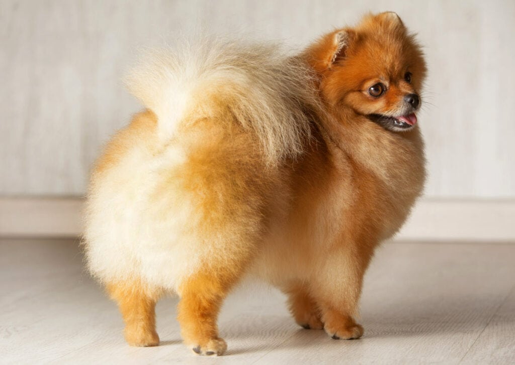 Small dog breeds with curly tails hotsell