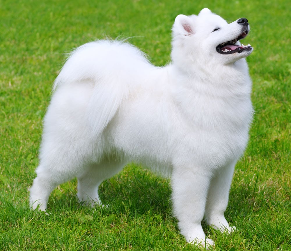 Samoyed