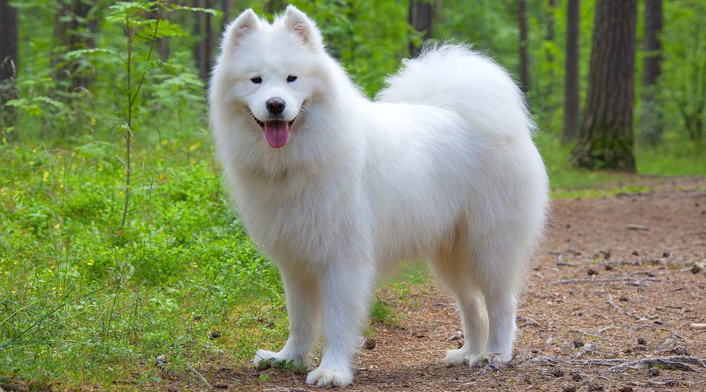 Samoyed