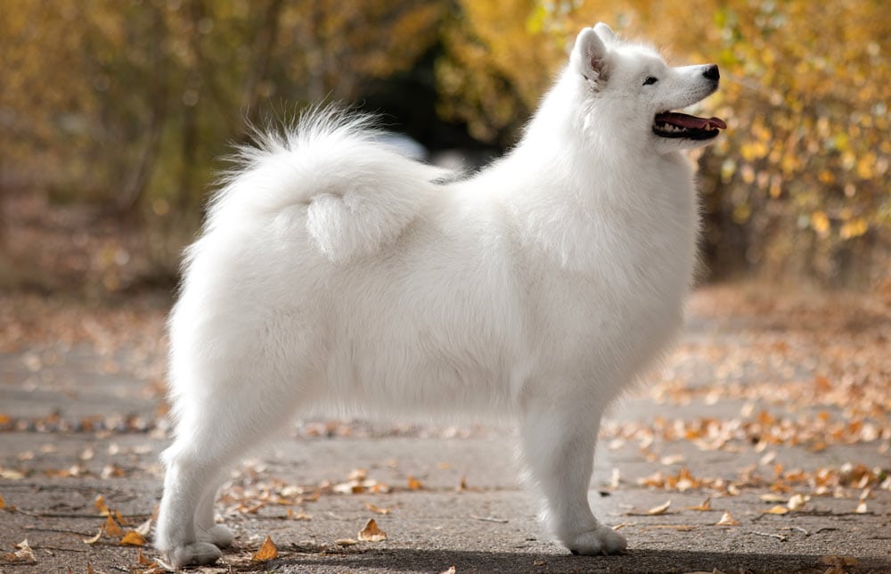 Samoyed