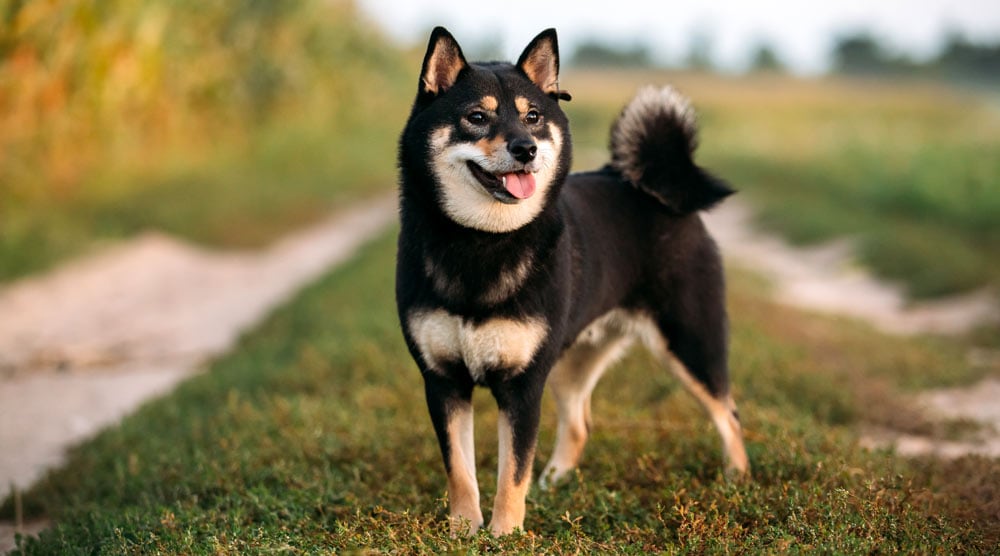 Shiba inu