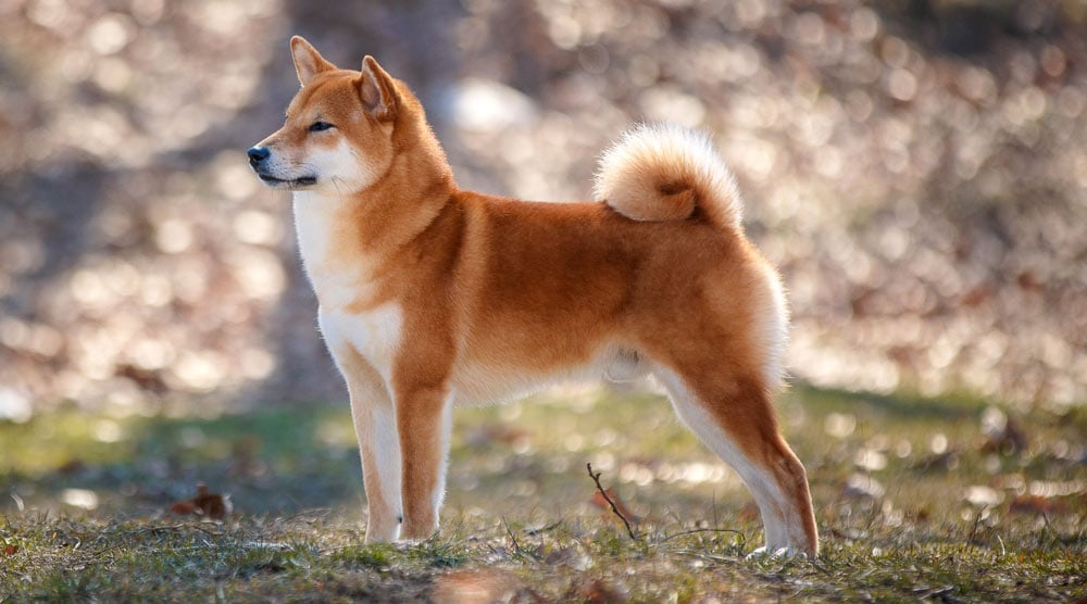 Shiba Inu