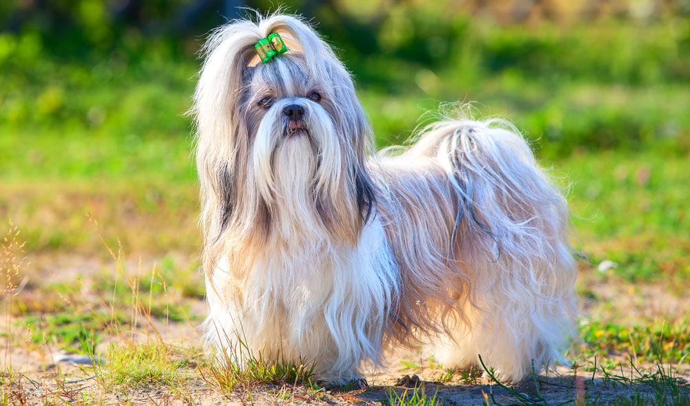 Shih tzu