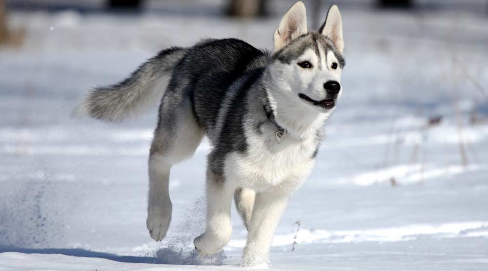 Siberian Husky