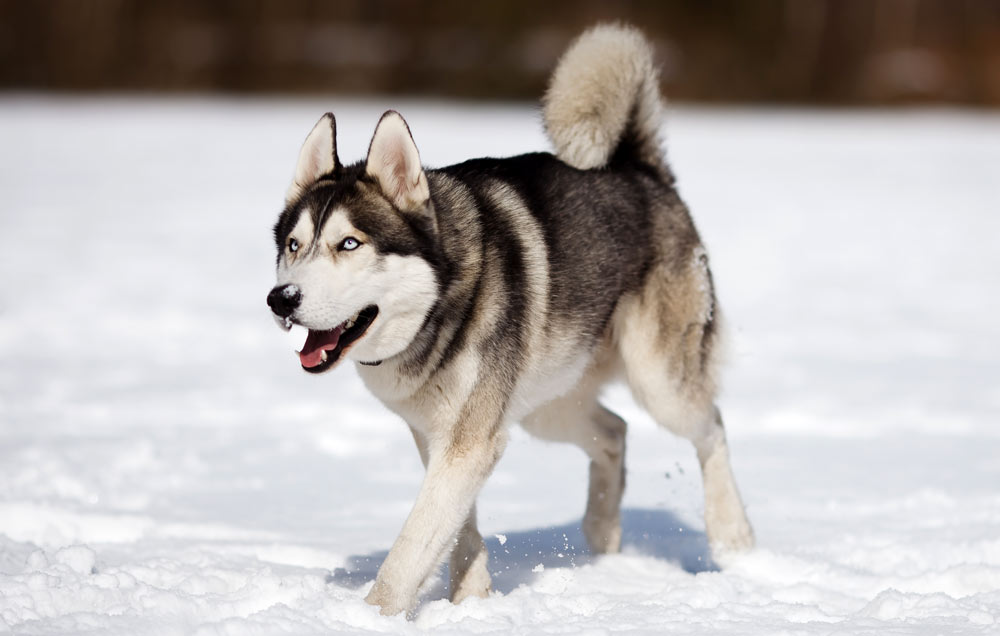 Siberian Husky