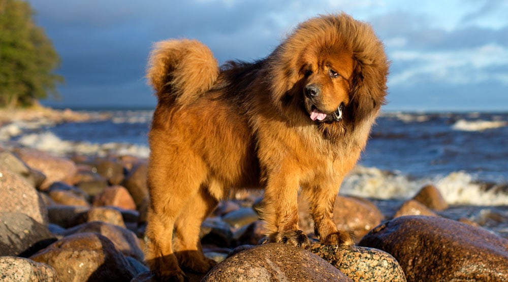 Tibetan mastiff