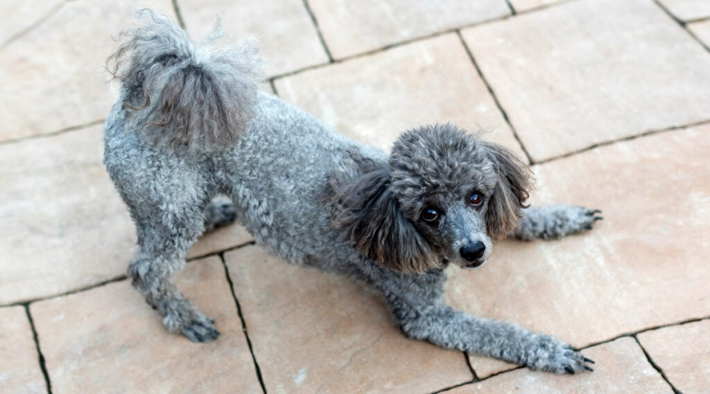 A dog with a tufted tail