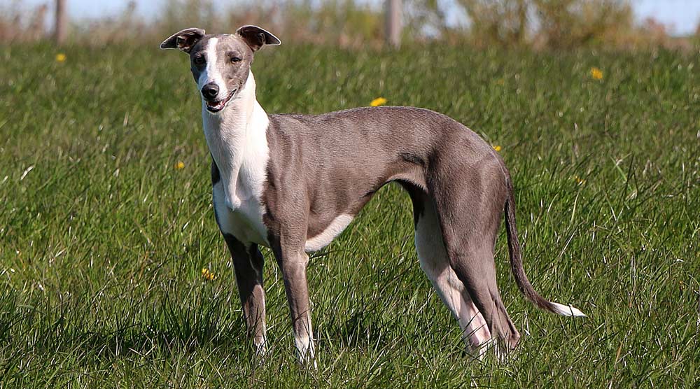 Whippet