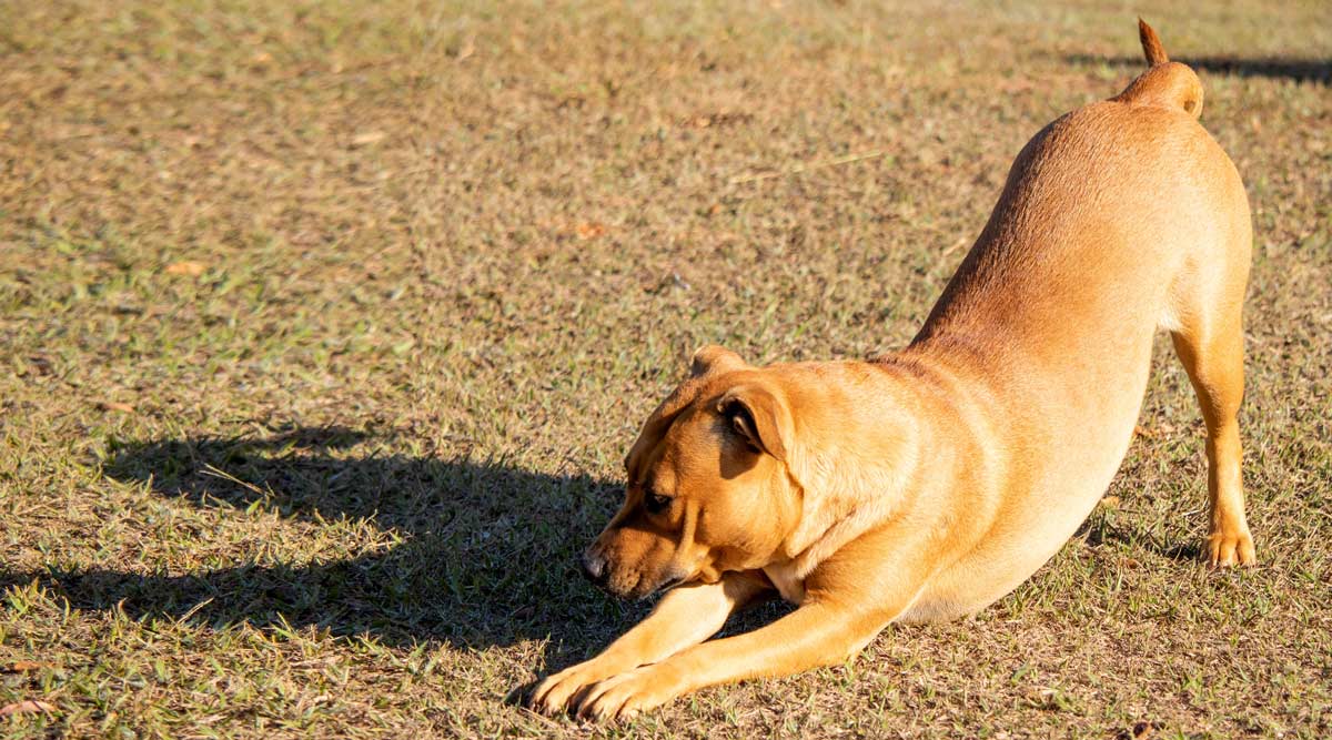 Dog in prayer position