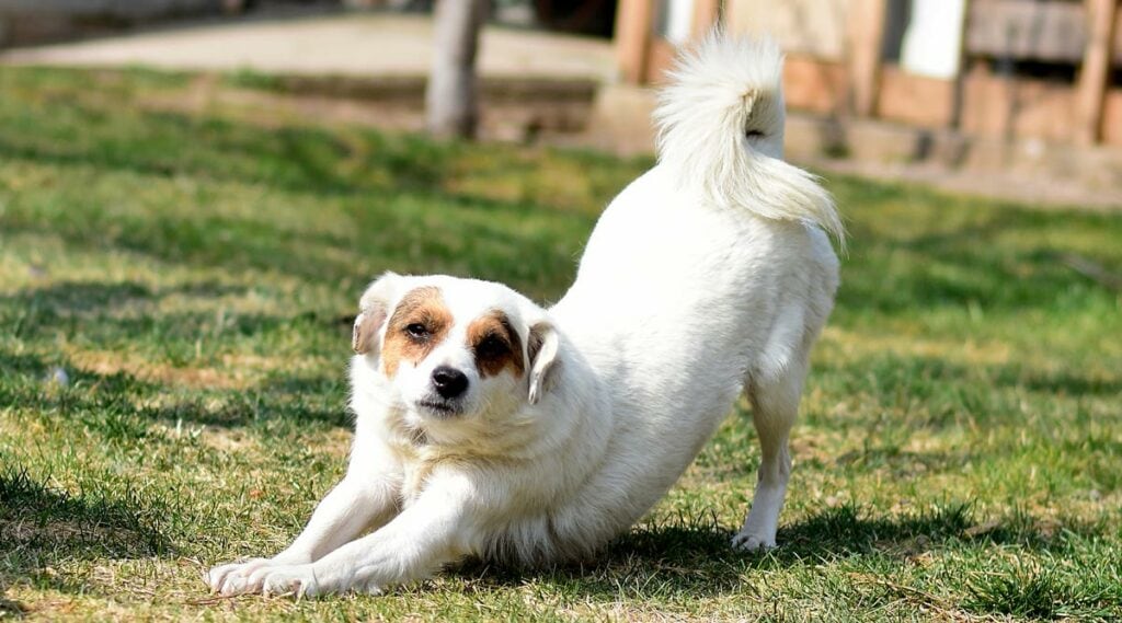 A dog stretching in pain