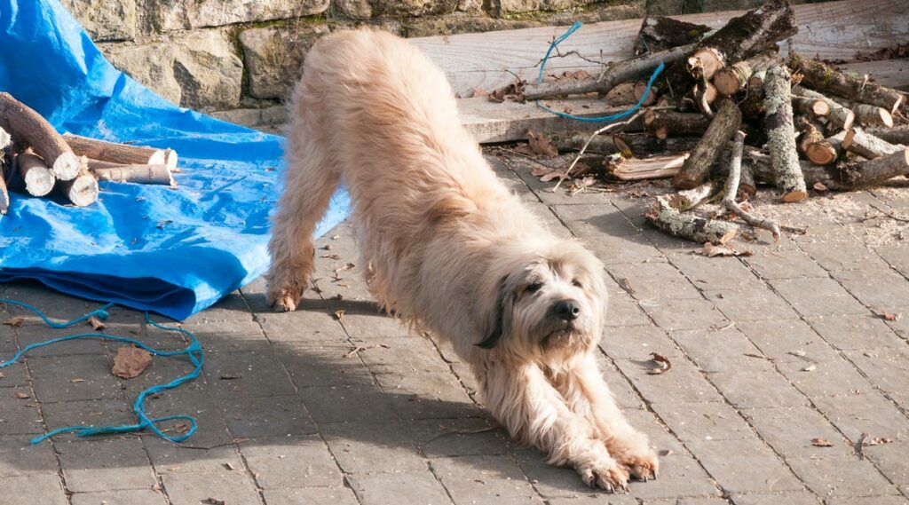 Dog stretching outdoors