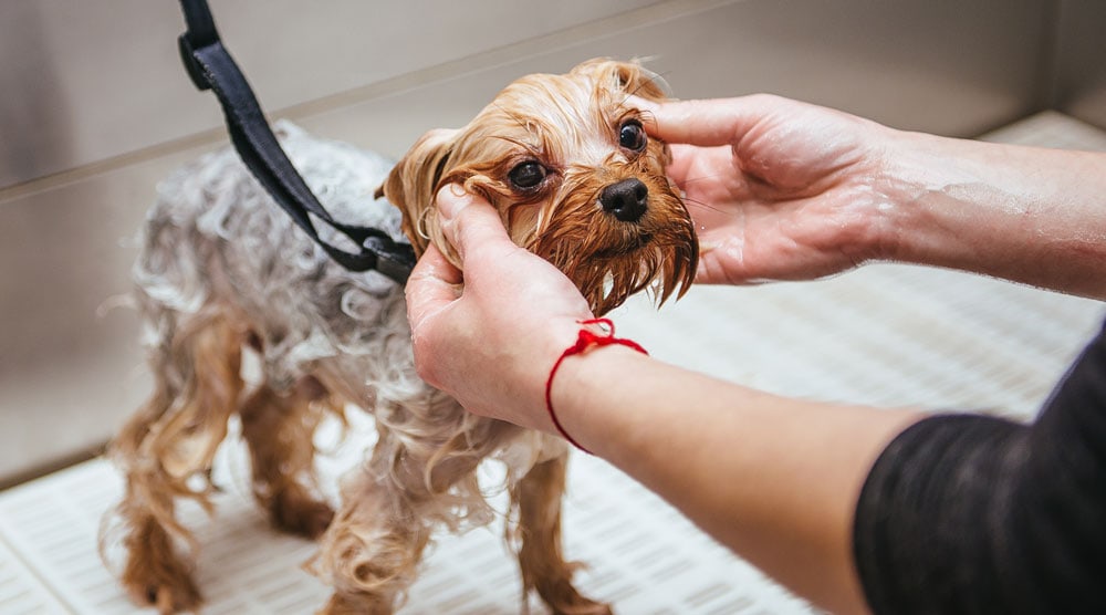 Washing a dog