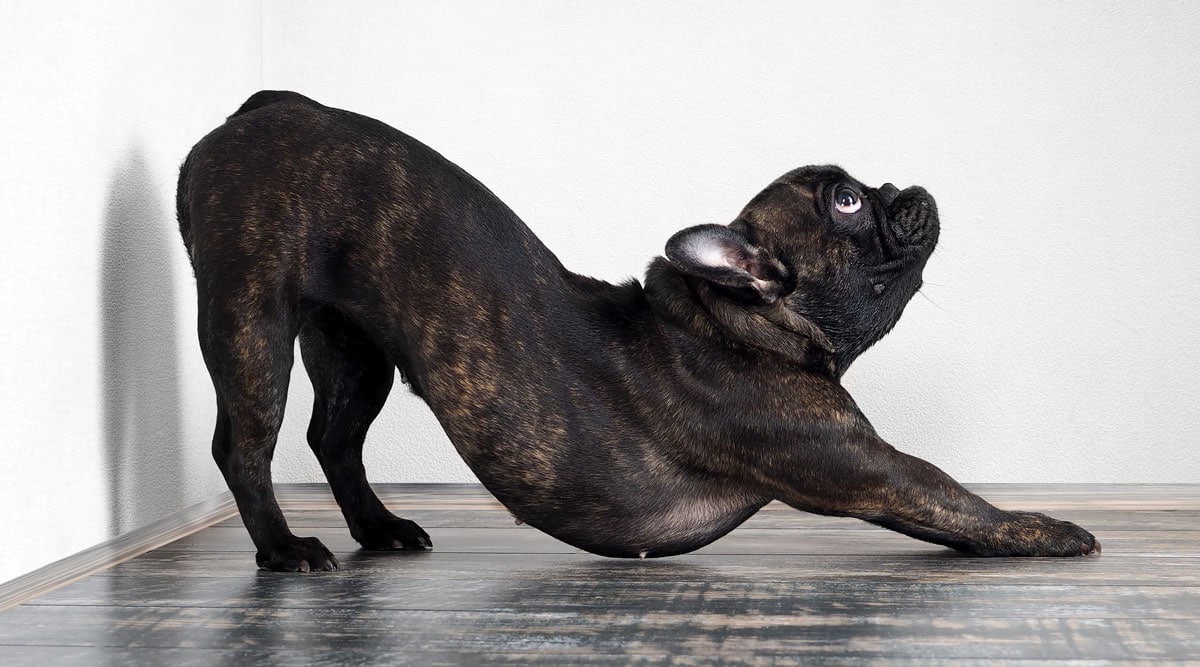 A dog greeting stretch