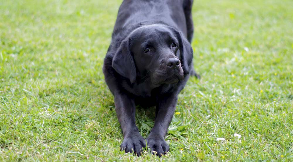 A dog in a prayer position on grass