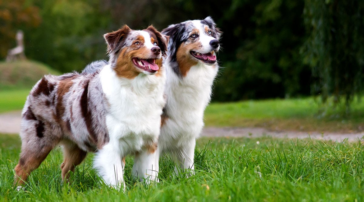 Should you shave an Australian Shepherd?