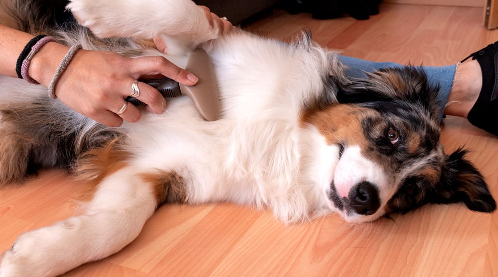 Grooming an Australian Shepherd