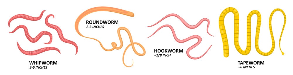 Types of worms and sizes