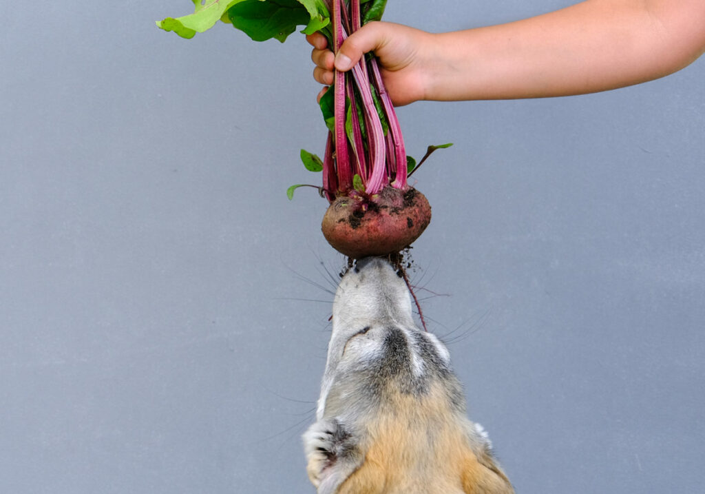 A dog eating beets