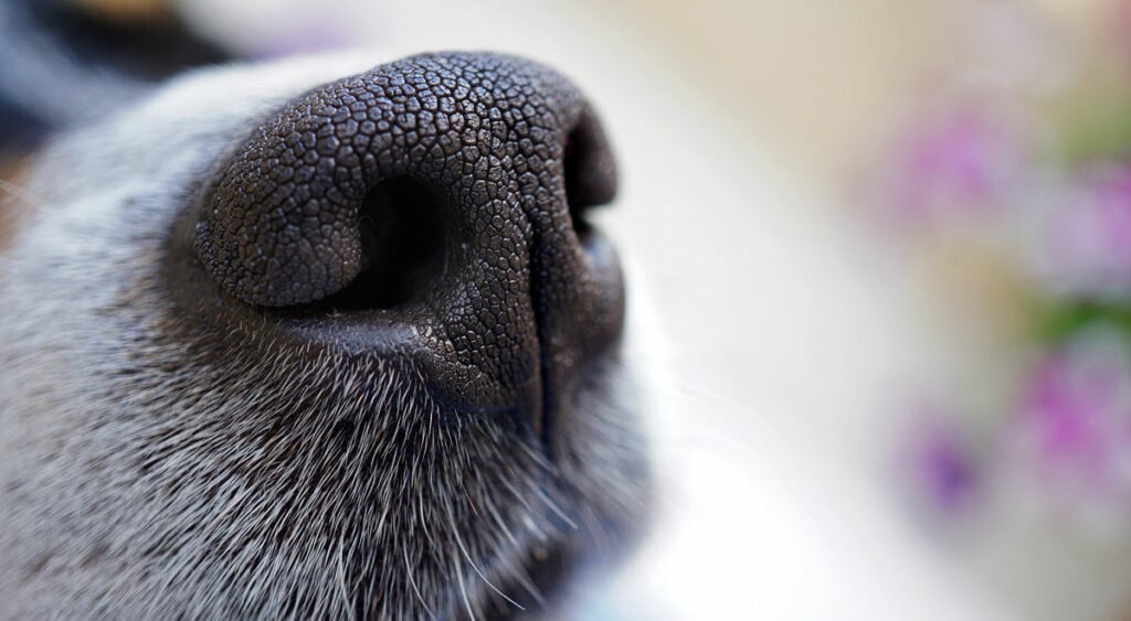 Causes of a dripping nose in dogs