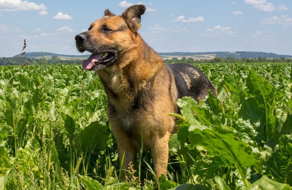 A dog in a beet field