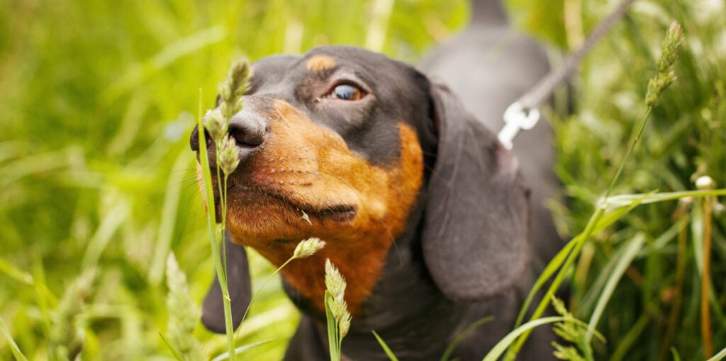 Dog sniffing grass