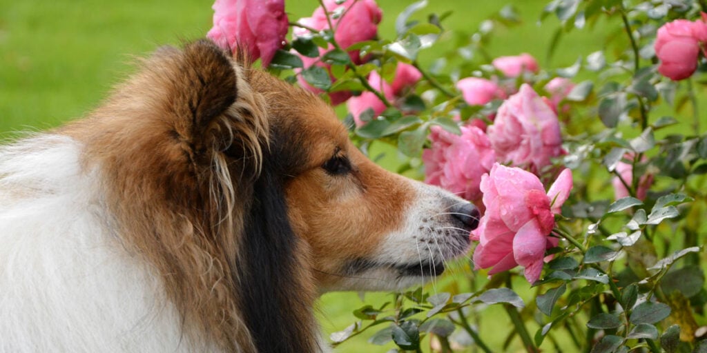 A dog sniffing a rose
