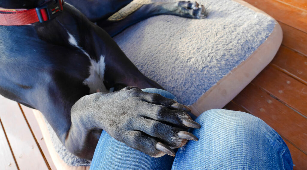 A large dog with its paw on its owner 