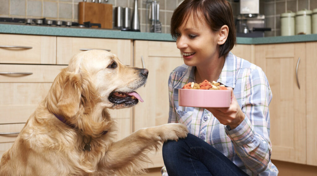 Golden retriever putting paw on owner for food
