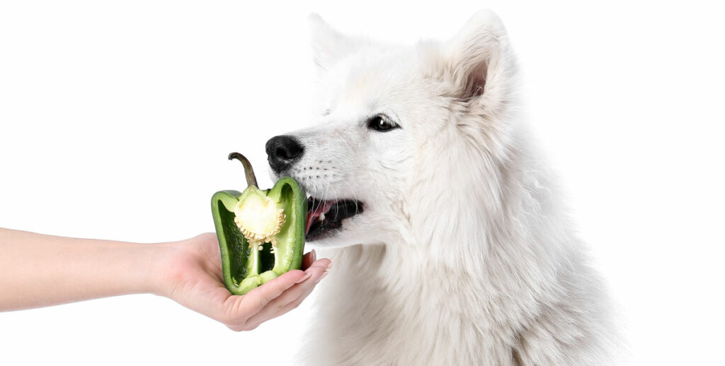 A dog eating pepper
