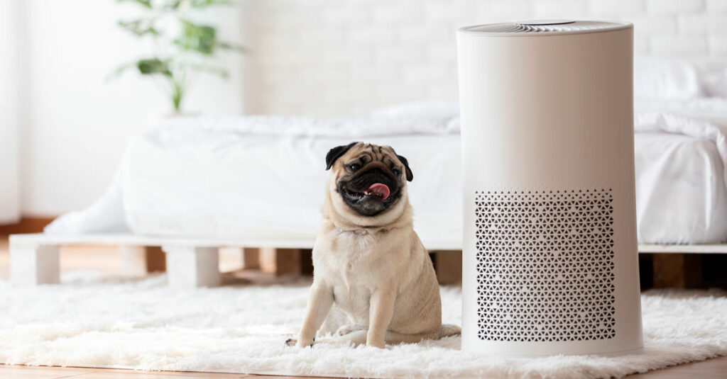 Air purifier with a dog