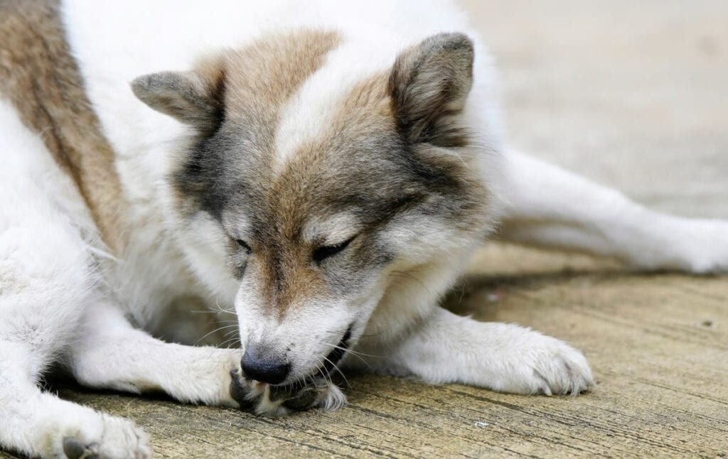 Dog biting paw