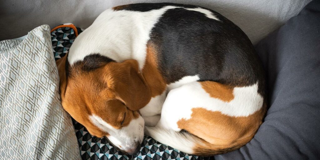 A dog curled up on his bed