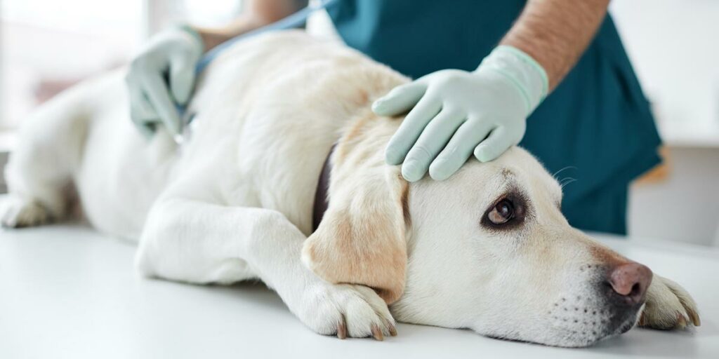 Checking a dog at veterinary surgery