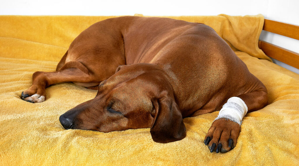 A dog lying down in pain