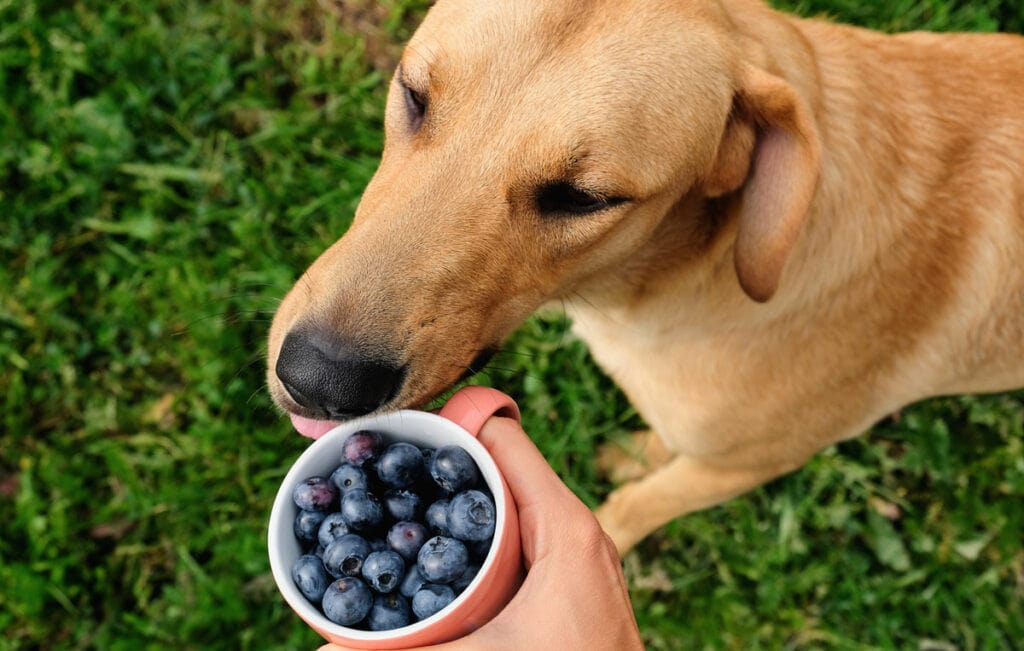 A dog looking at a bowl of blueberries