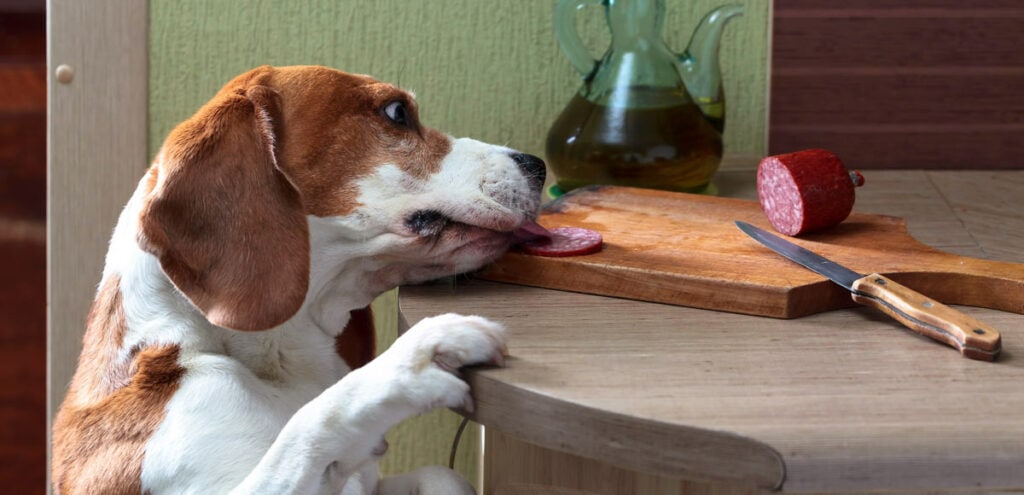 Salami, ham, bacon and other preserved pork foods are not safe for dogs to eat.