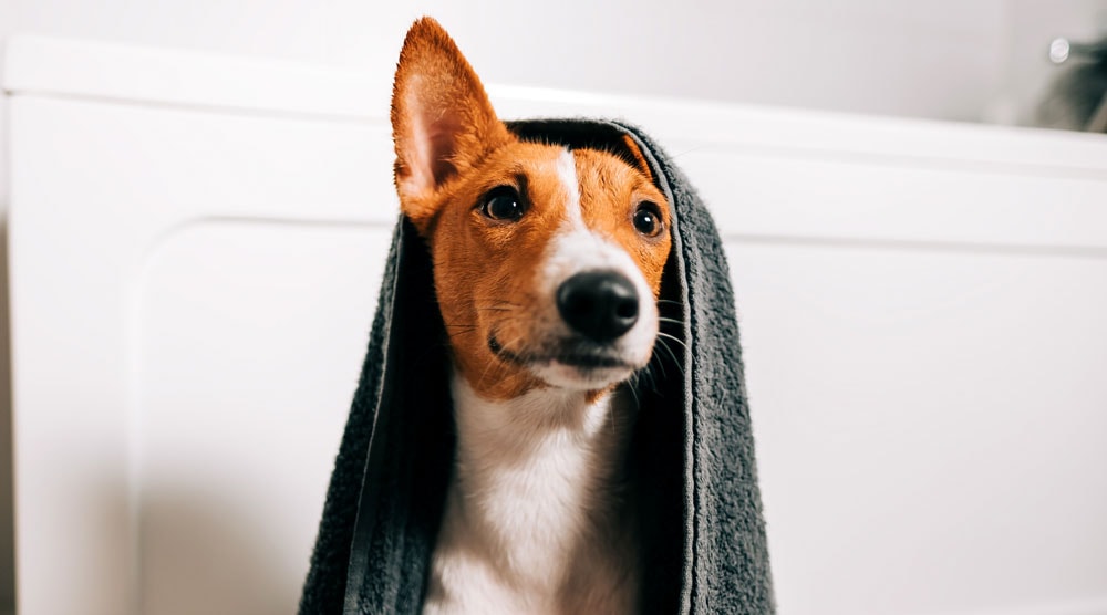 Why you shouldn't use a human shampoo on dogs