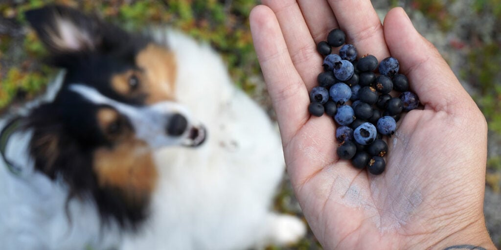Feed a handful of blueberries - the amount in this photo is too many