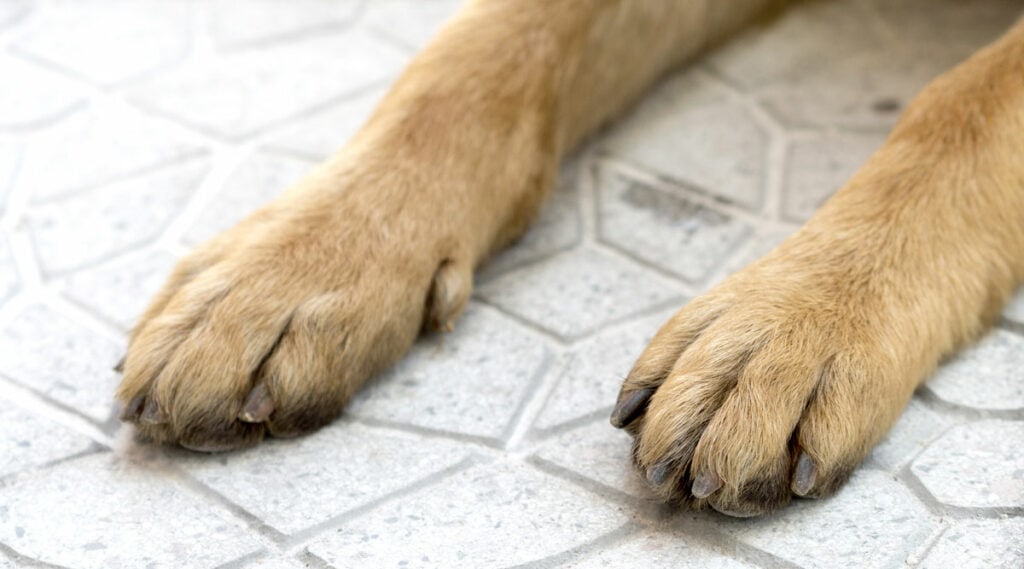 Paws on hot pavement are not protected by paw balms