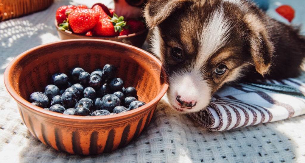Puppy looking at a bowl of blueberries