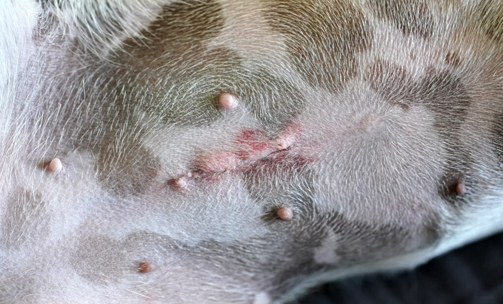 Example of a spay wound