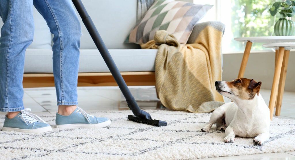 Vacuuming with a dog on rug